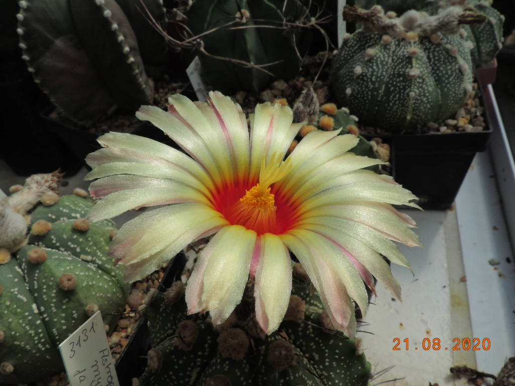 Cacti and Sukkulent in Köln, every day new flowers in the greenhouse Part 241 Bild6046