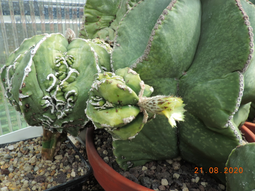 Cacti and Sukkulent in Köln, every day new flowers in the greenhouse Part 241 Bild6047