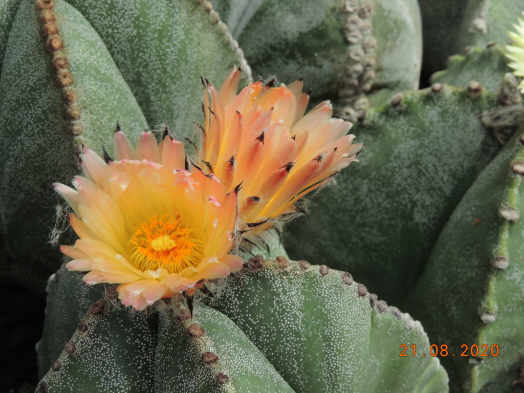 Cacti and Sukkulent in Köln, every day new flowers in the greenhouse Part 241 Bild6049