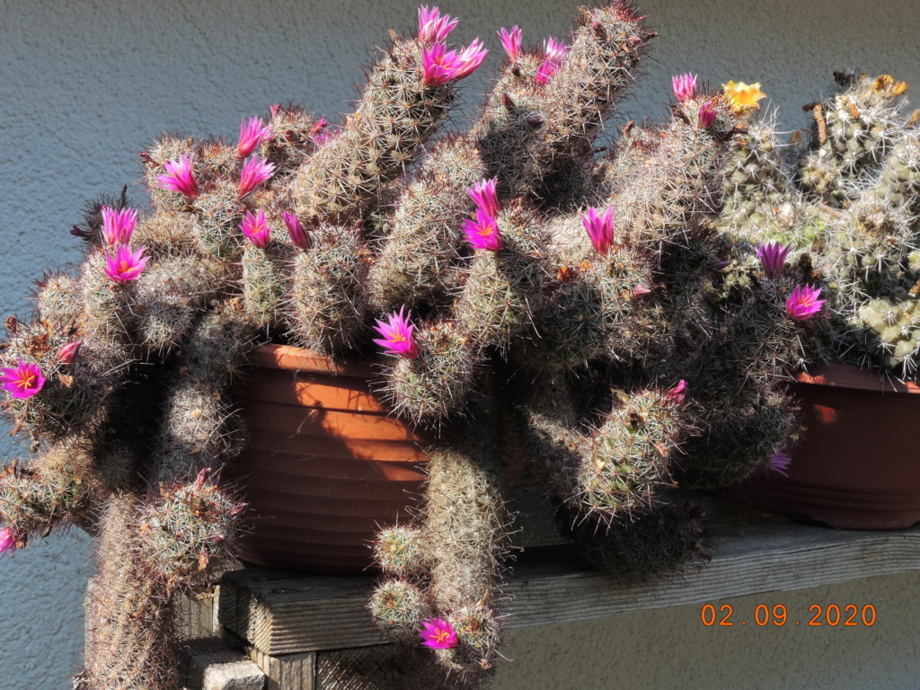 Cacti and Sukkulent in Köln, every day new flowers in the greenhouse Part 241 Bild6065