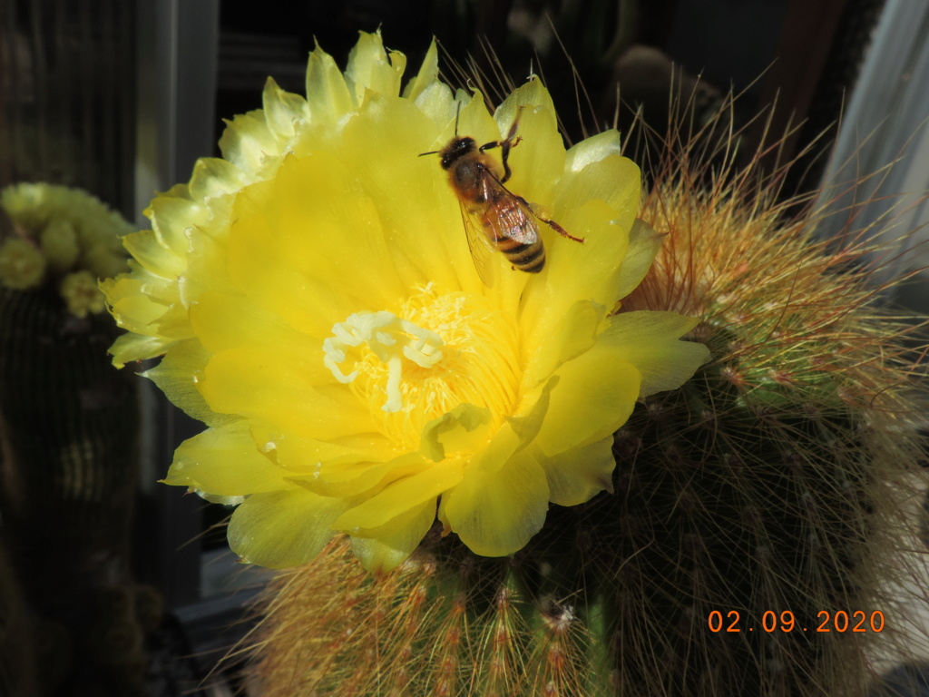 Cacti and Sukkulent in Köln, every day new flowers in the greenhouse Part 241 Bild6068