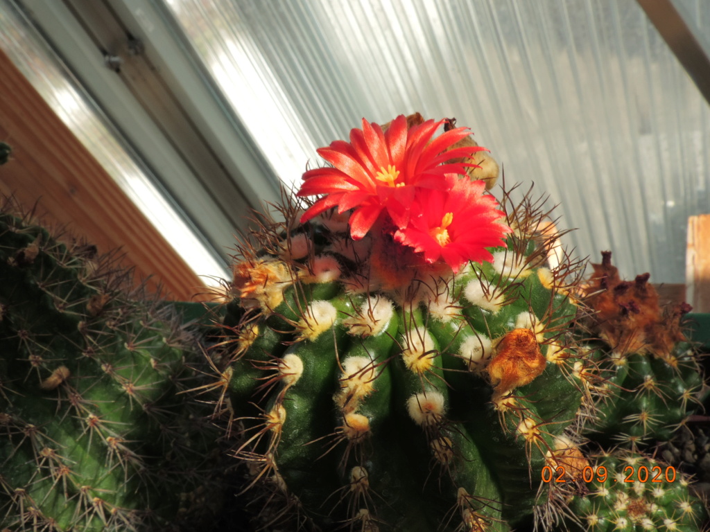 Cacti and Sukkulent in Köln, every day new flowers in the greenhouse Part 241 Bild6071