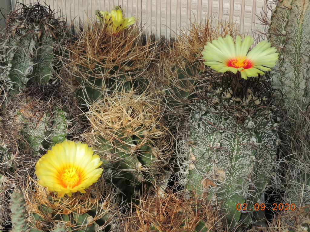 Cacti and Sukkulent in Köln, every day new flowers in the greenhouse Part 241 Bild6078