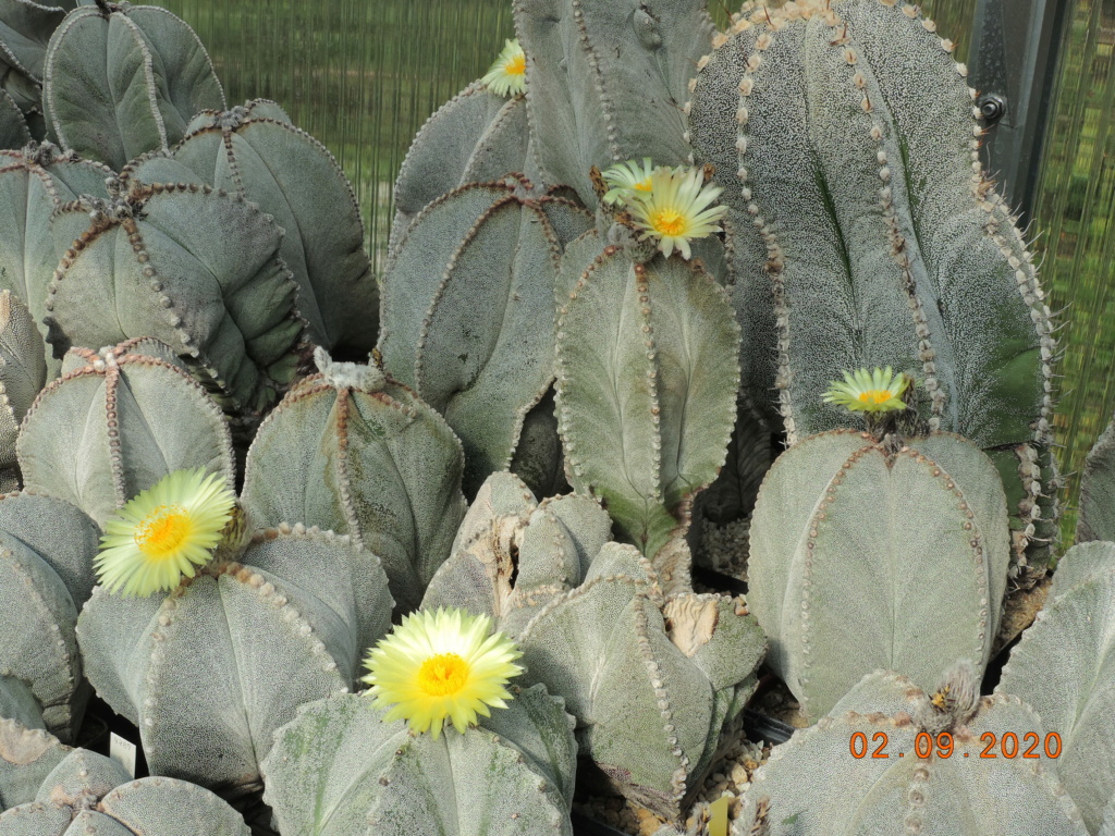 Cacti and Sukkulent in Köln, every day new flowers in the greenhouse Part 241 Bild6080