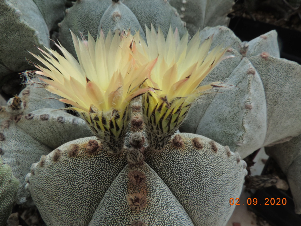 Cacti and Sukkulent in Köln, every day new flowers in the greenhouse Part 241 Bild6082