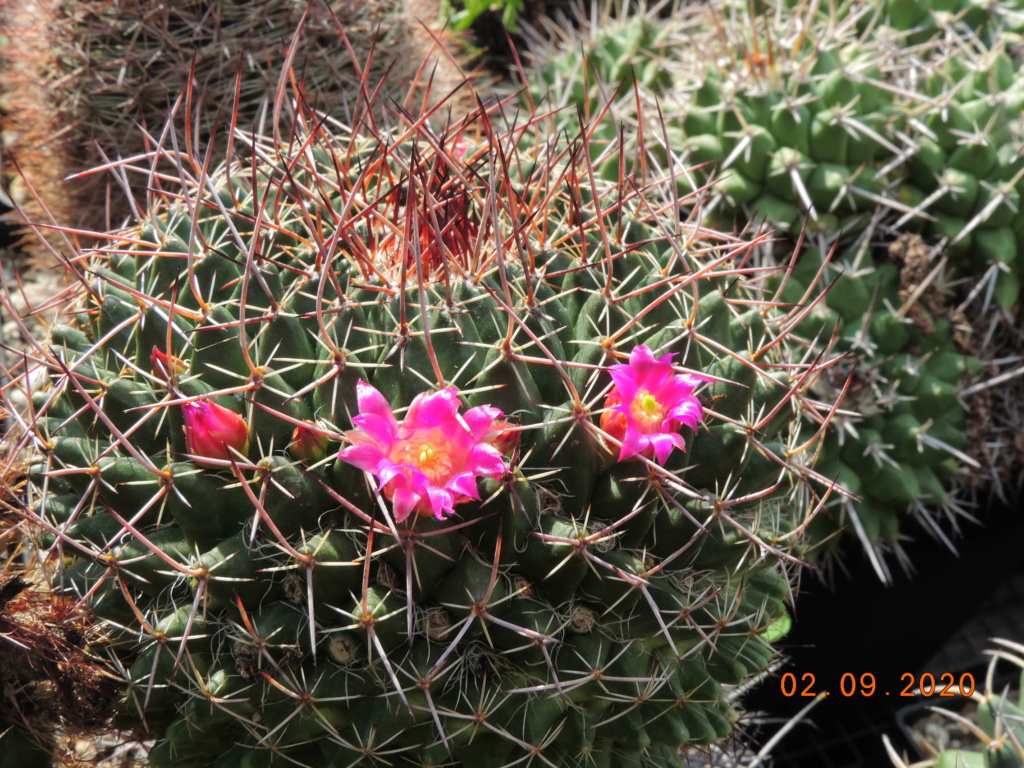 Cacti and Sukkulent in Köln, every day new flowers in the greenhouse Part 241 Bild6085