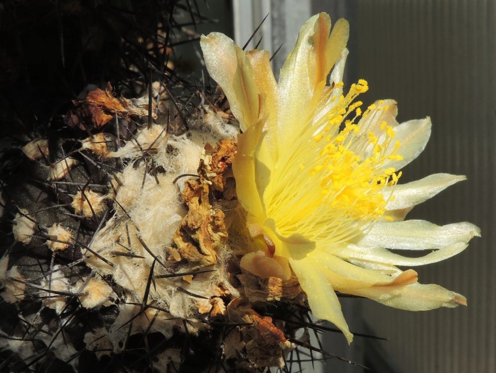 Cacti and Sukkulent in Köln, every day new flowers in the greenhouse Part 241 Bild6089