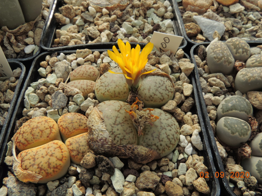 Cacti and Sukkulent in Köln, every day new flowers in the greenhouse Part 241 Bild6094