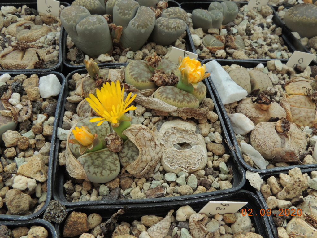 Cacti and Sukkulent in Köln, every day new flowers in the greenhouse Part 241 Bild6095