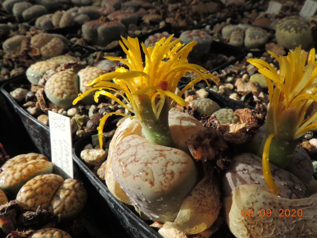 Cacti and Sukkulent in Köln, every day new flowers in the greenhouse Part 242 Bild6107