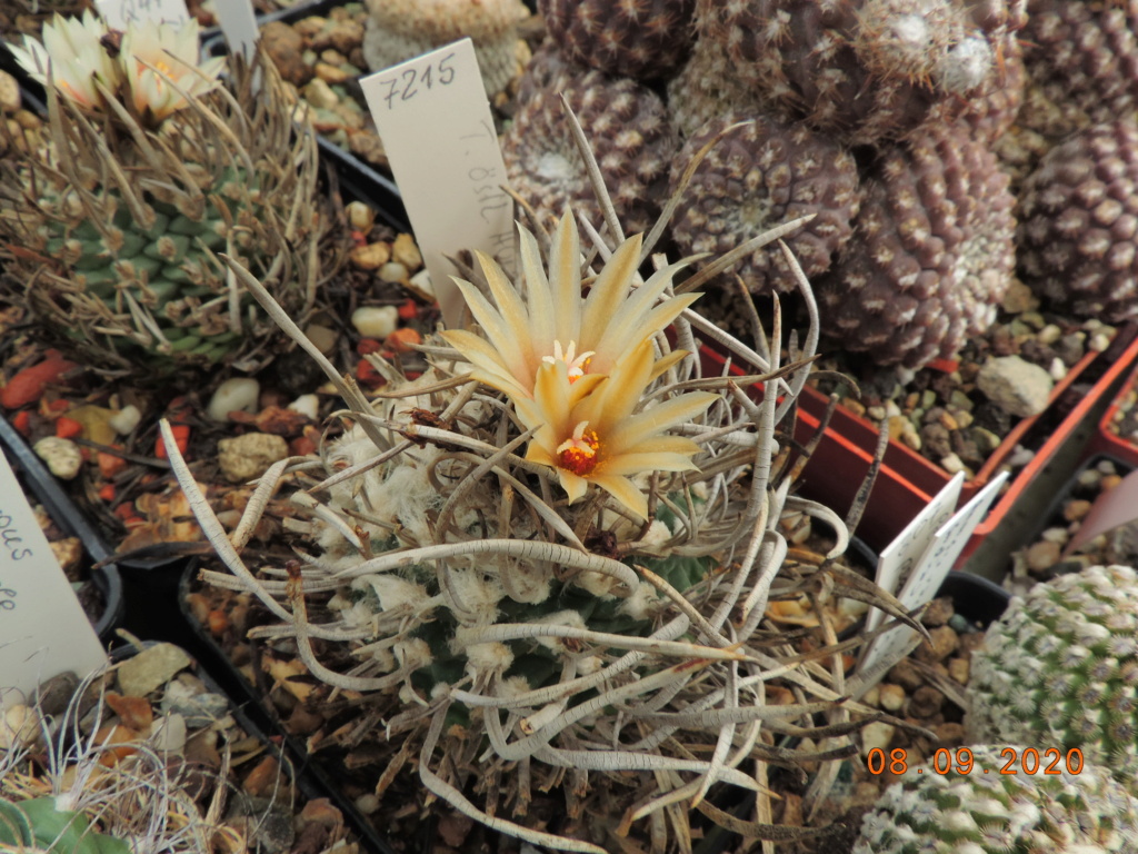 Cacti and Sukkulent in Köln, every day new flowers in the greenhouse Part 242 Bild6114