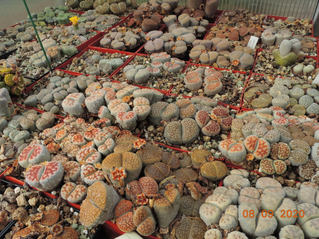 Cacti and Sukkulent in Köln, every day new flowers in the greenhouse Part 242 Bild6125