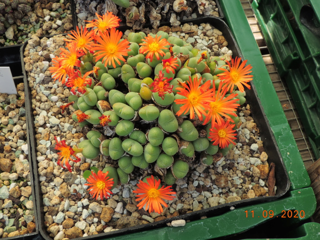 Cacti and Sukkulent in Köln, every day new flowers in the greenhouse Part 243 Bild6145