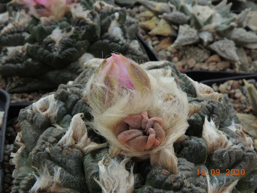 Cacti and Sukkulent in Köln, every day new flowers in the greenhouse Part 243 Bild6183