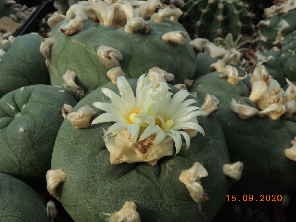 Cacti and Sukkulent in Köln, every day new flowers in the greenhouse Part 243 Bild6185