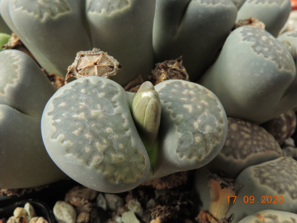 Cacti and Sukkulent in Köln, every day new flowers in the greenhouse Part 243 Bild6201