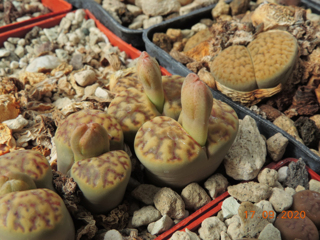 Cacti and Sukkulent in Köln, every day new flowers in the greenhouse Part 243 Bild6205