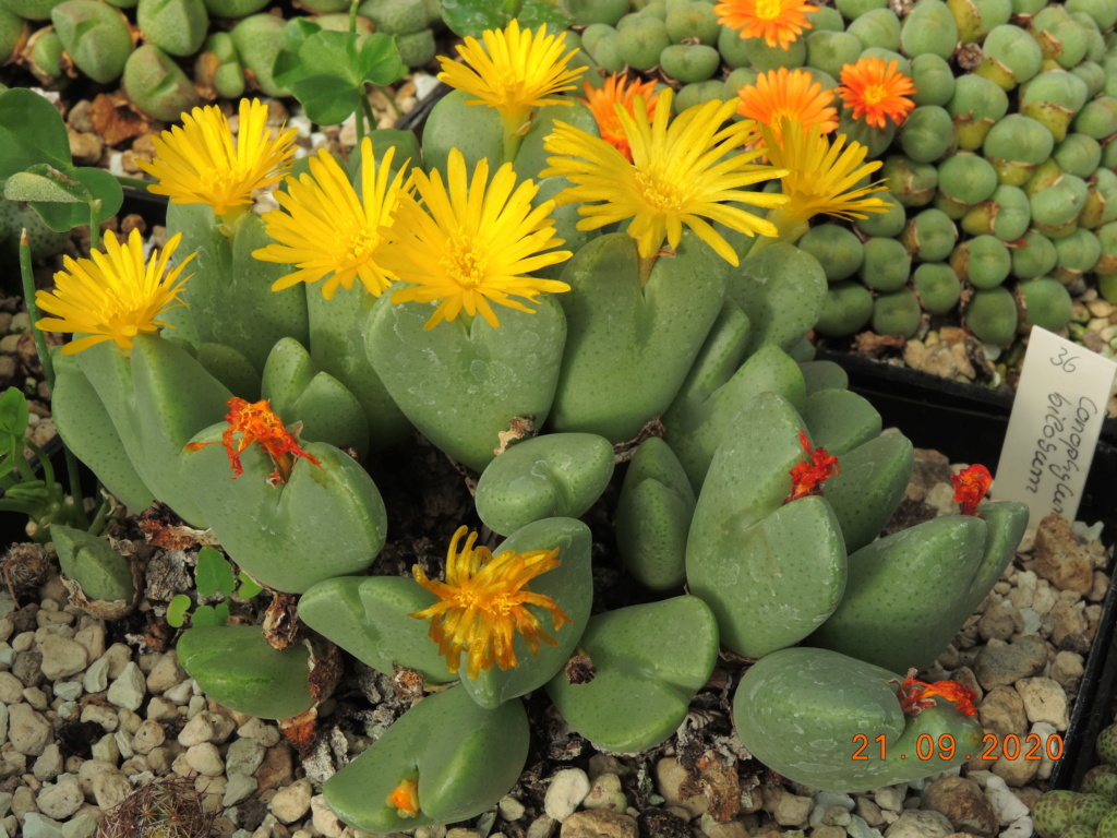 Cacti and Sukkulent in Köln, every day new flowers in the greenhouse Part 243 Bild6226