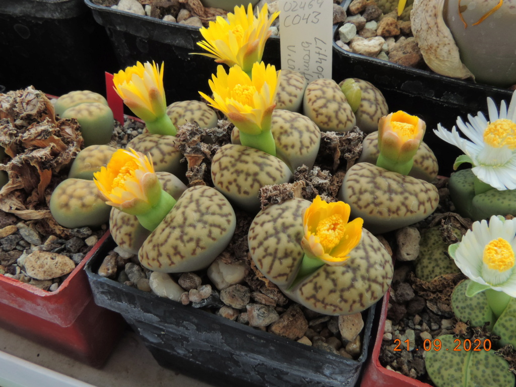 Cacti and Sukkulent in Köln, every day new flowers in the greenhouse Part 243 Bild6230