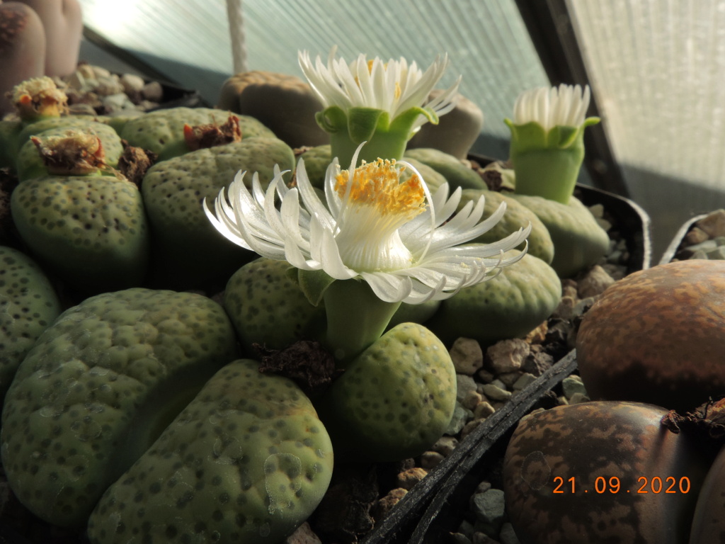 Cacti and Sukkulent in Köln, every day new flowers in the greenhouse Part 243 Bild6245