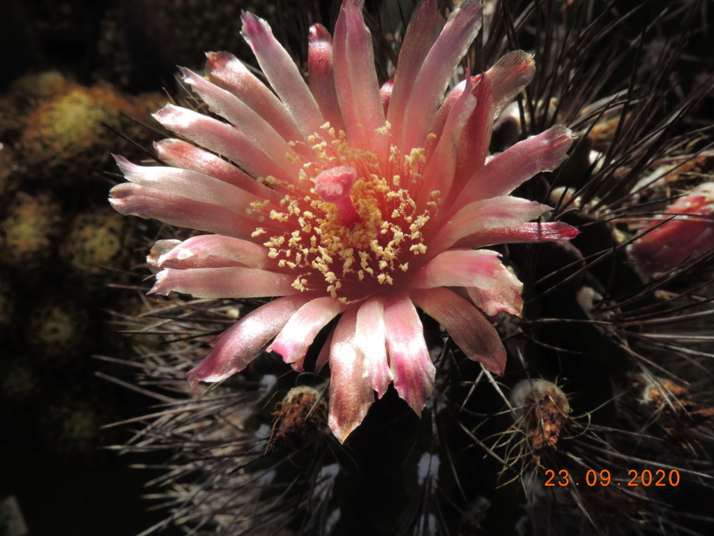 Cacti and Sukkulent in Köln, every day new flowers in the greenhouse Part 243 Bild6273