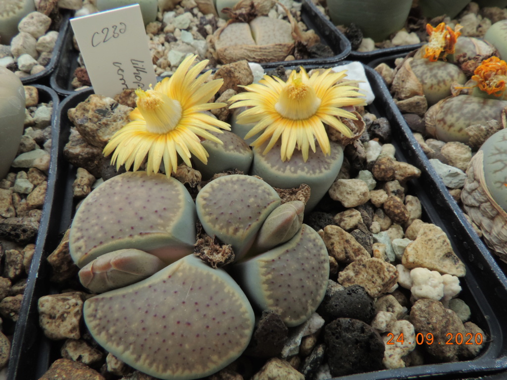 Cacti and Sukkulent in Köln, every day new flowers in the greenhouse Part 243 Bild6306