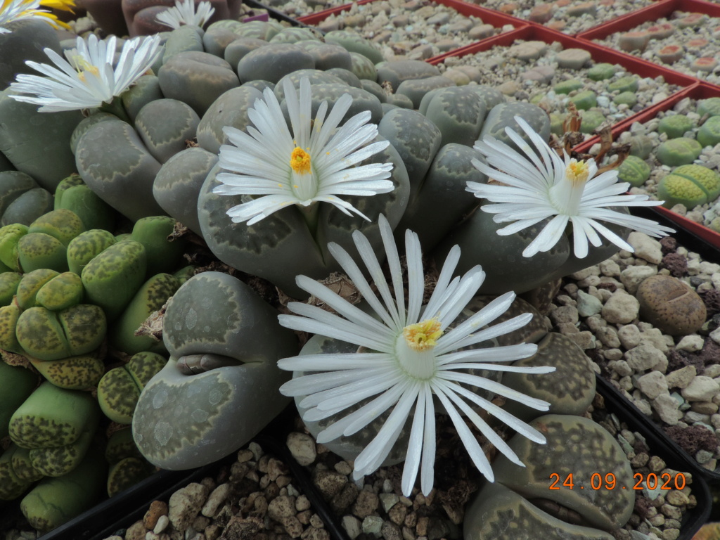 Cacti and Sukkulent in Köln, every day new flowers in the greenhouse Part 244 Bild6327