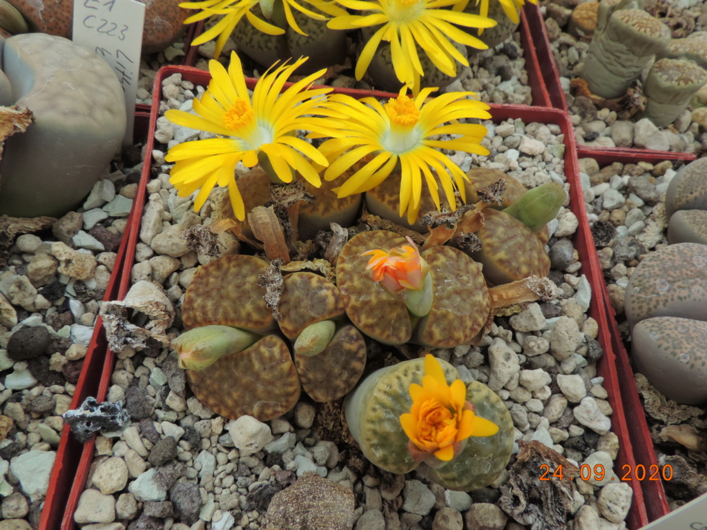 Cacti and Sukkulent in Köln, every day new flowers in the greenhouse Part 244 Bild6336