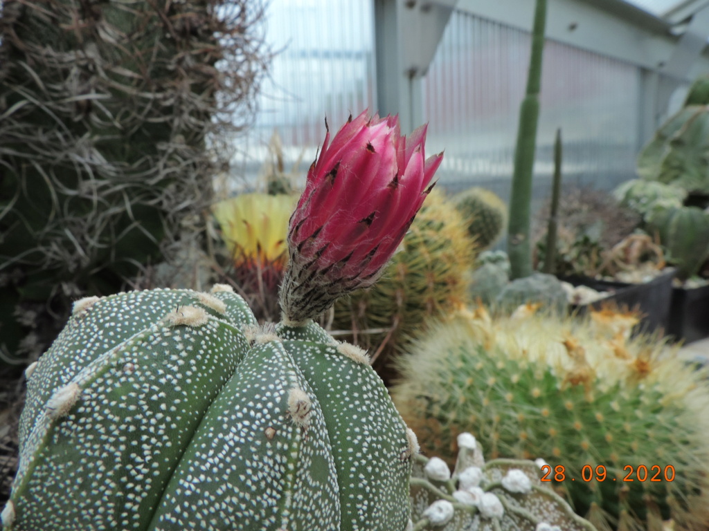 Cacti and Sukkulent in Köln, every day new flowers in the greenhouse Part 244 Bild6344