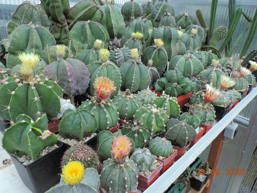 Cacti and Sukkulent in Köln, every day new flowers in the greenhouse Part 244 Bild6351