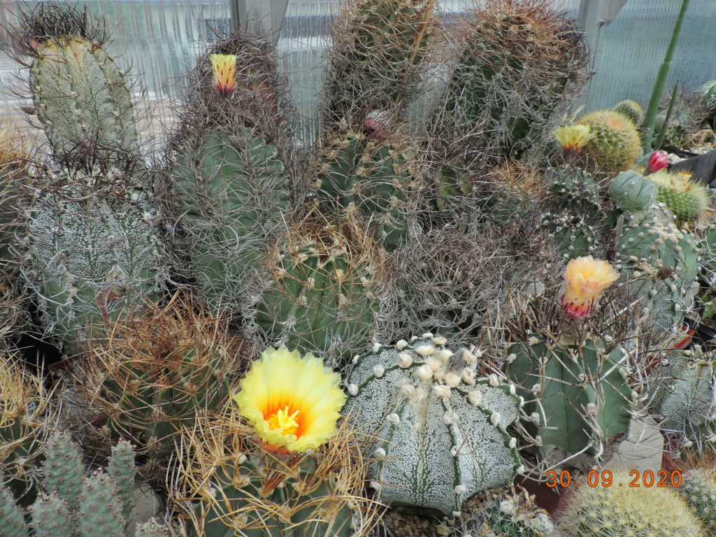 Cacti and Sukkulent in Köln, every day new flowers in the greenhouse Part 244 Bild6360