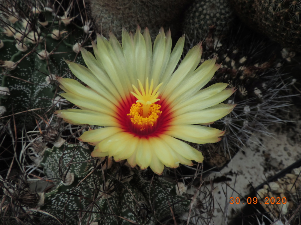 Cacti and Sukkulent in Köln, every day new flowers in the greenhouse Part 244 Bild6369