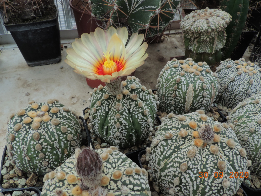 Cacti and Sukkulent in Köln, every day new flowers in the greenhouse Part 244 Bild6371
