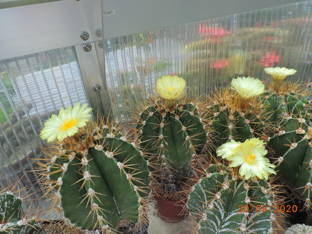 Cacti and Sukkulent in Köln, every day new flowers in the greenhouse Part 244 Bild6372