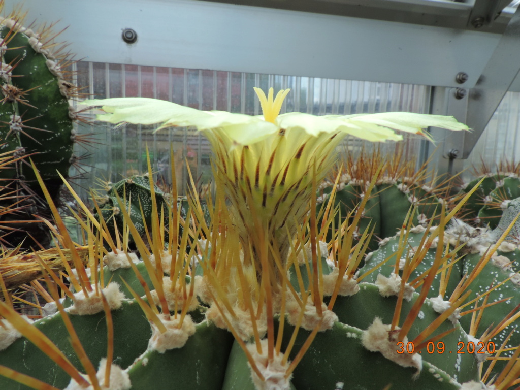 Cacti and Sukkulent in Köln, every day new flowers in the greenhouse Part 244 Bild6375