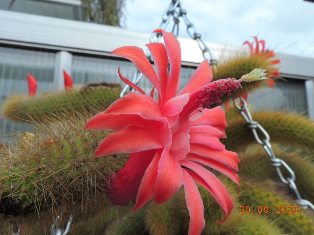 Cacti and Sukkulent in Köln, every day new flowers in the greenhouse Part 244 Bild6383