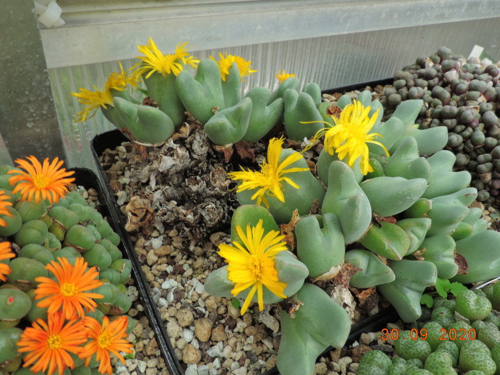 Cacti and Sukkulent in Köln, every day new flowers in the greenhouse Part 244 Bild6385