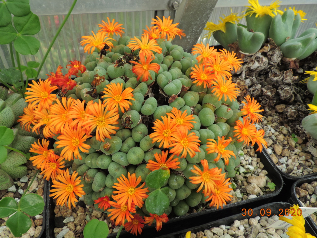 Cacti and Sukkulent in Köln, every day new flowers in the greenhouse Part 244 Bild6386