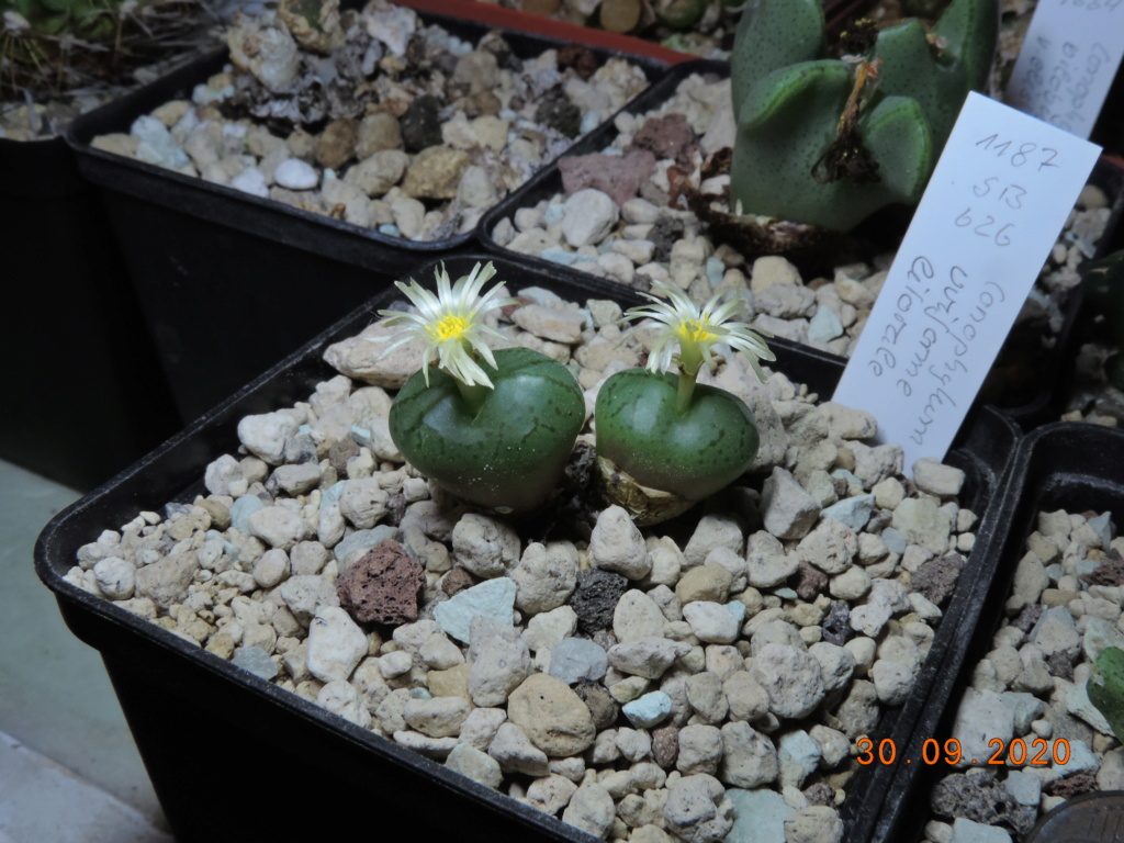 Cacti and Sukkulent in Köln, every day new flowers in the greenhouse Part 244 Bild6393