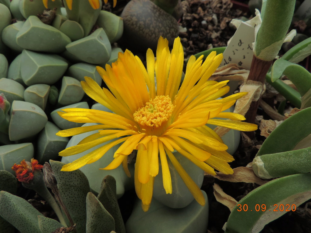 Cacti and Sukkulent in Köln, every day new flowers in the greenhouse Part 244 Bild6399