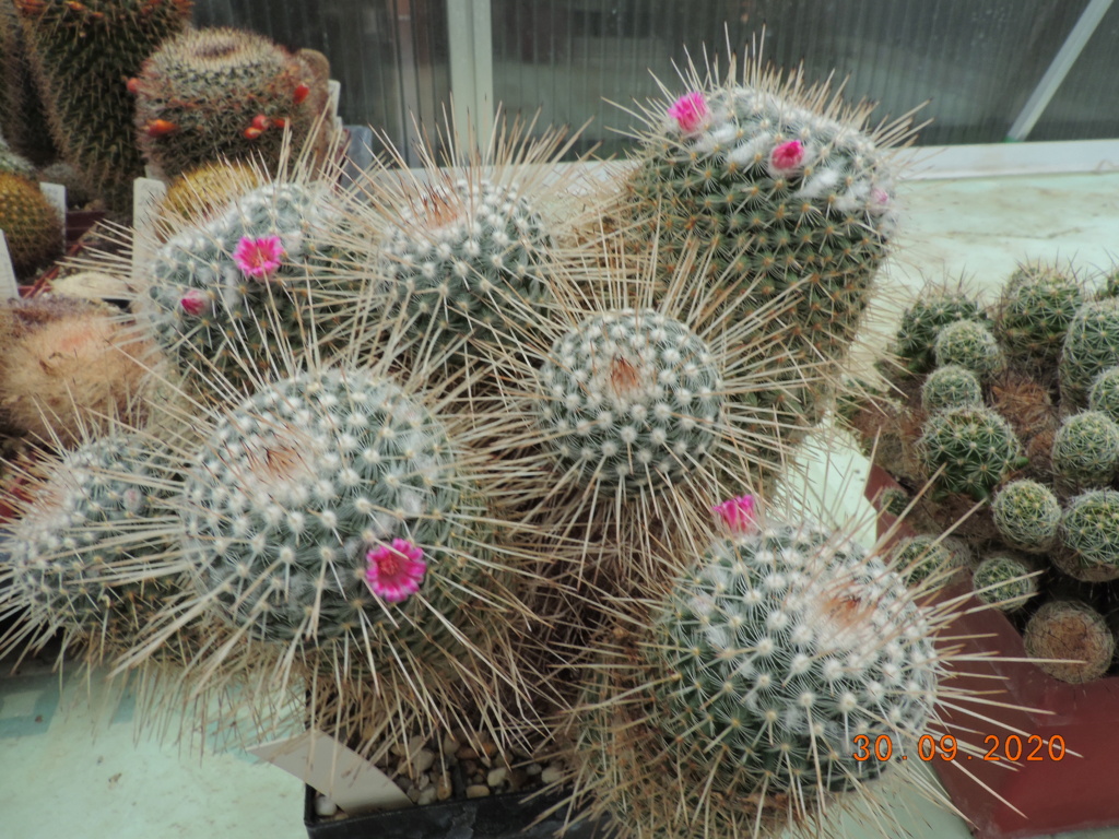 Cacti and Sukkulent in Köln, every day new flowers in the greenhouse Part 244 Bild6402