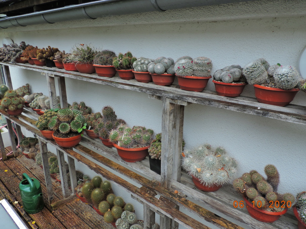 Cacti and Sukkulent in Köln, every day new flowers in the greenhouse Part 244 Bild6405