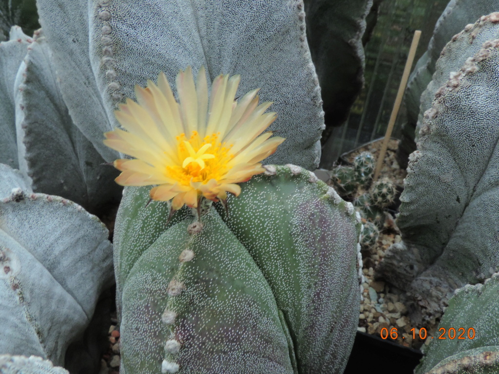 Cacti and Sukkulent in Köln, every day new flowers in the greenhouse Part 244 Bild6409