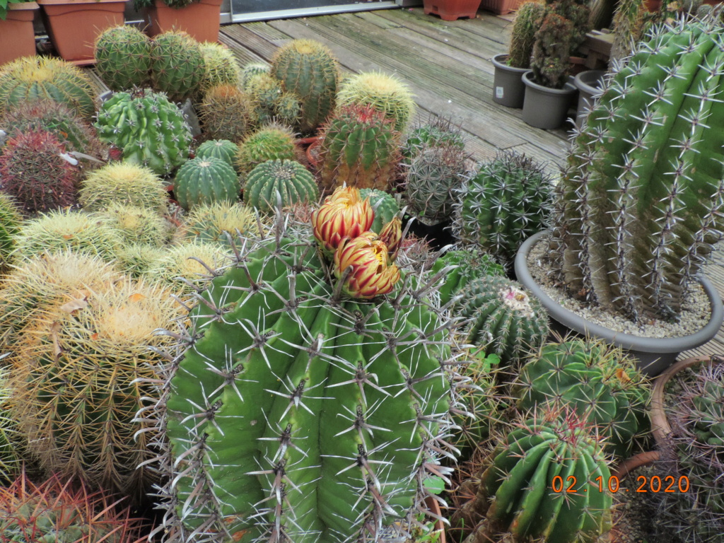 Cacti and Sukkulent in Köln, every day new flowers in the greenhouse Part 244 Bild6427