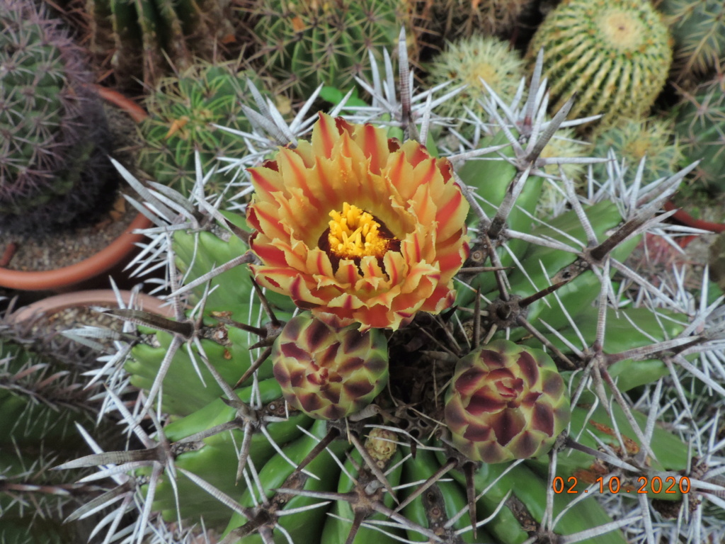 Cacti and Sukkulent in Köln, every day new flowers in the greenhouse Part 244 Bild6428