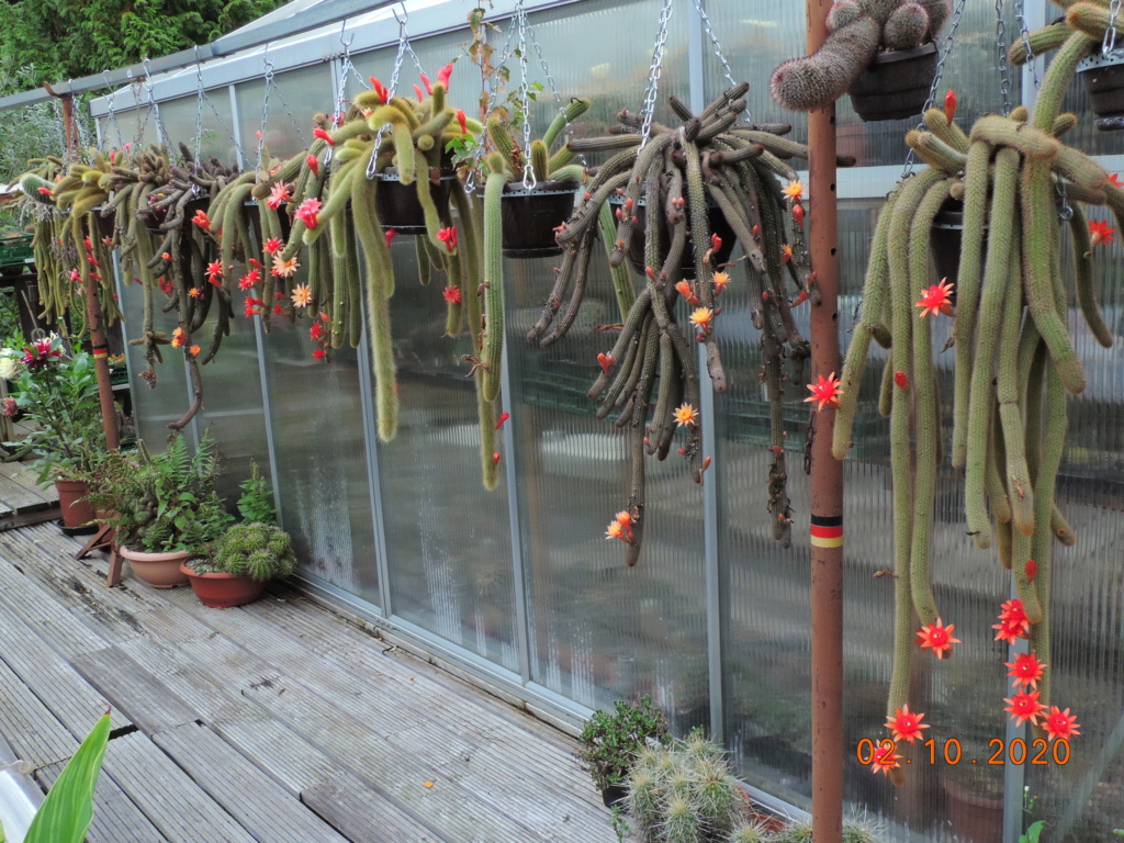 Cacti and Sukkulent in Köln, every day new flowers in the greenhouse Part 244 Bild6433