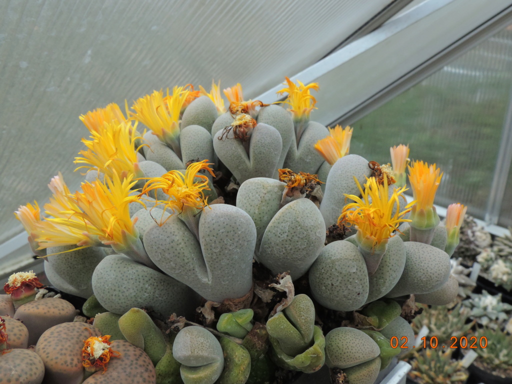 Cacti and Sukkulent in Köln, every day new flowers in the greenhouse Part 244 Bild6439