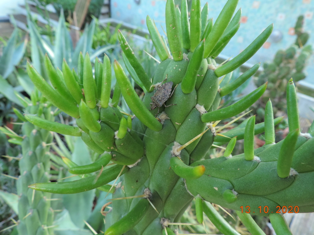 Cacti and Sukkulent in Köln, every day new flowers in the greenhouse Part 245 Bild6479