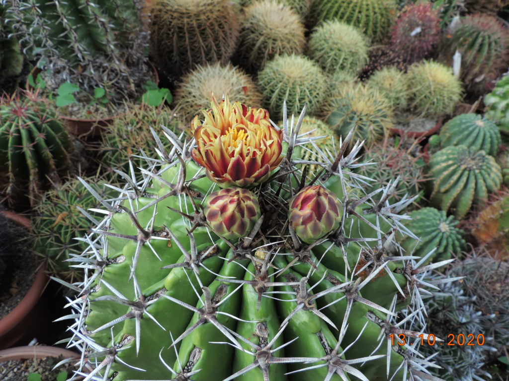 Cacti and Sukkulent in Köln, every day new flowers in the greenhouse Part 245 Bild6480