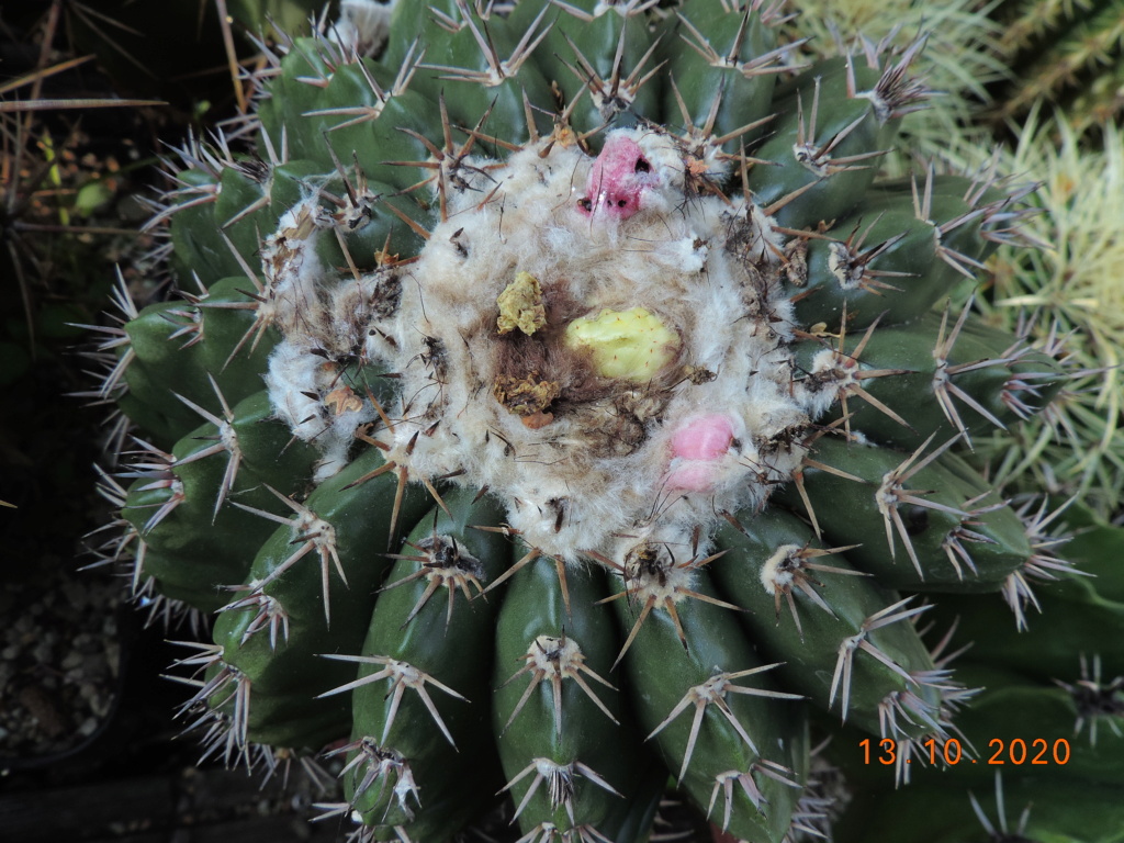 Cacti and Sukkulent in Köln, every day new flowers in the greenhouse Part 245 Bild6481